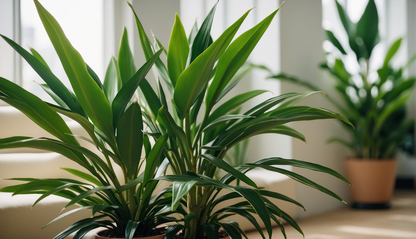 A mature Dracaena Draco and Marginata, with thick trunks and long, sword-shaped leaves, stand tall in a bright and airy space