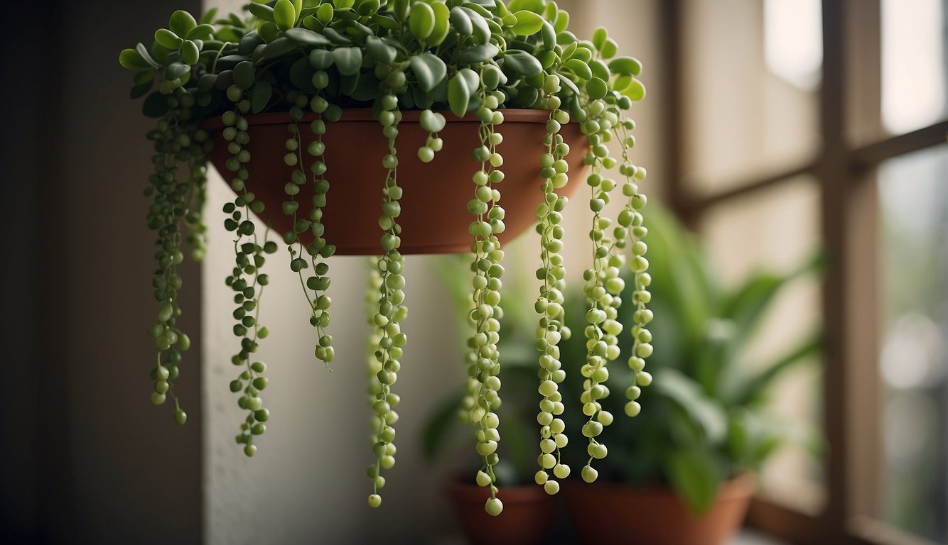 A potted String of Pearls plant with trailing stems and round, bead-like leaves cascading over the edge of a shelf or hanging basket