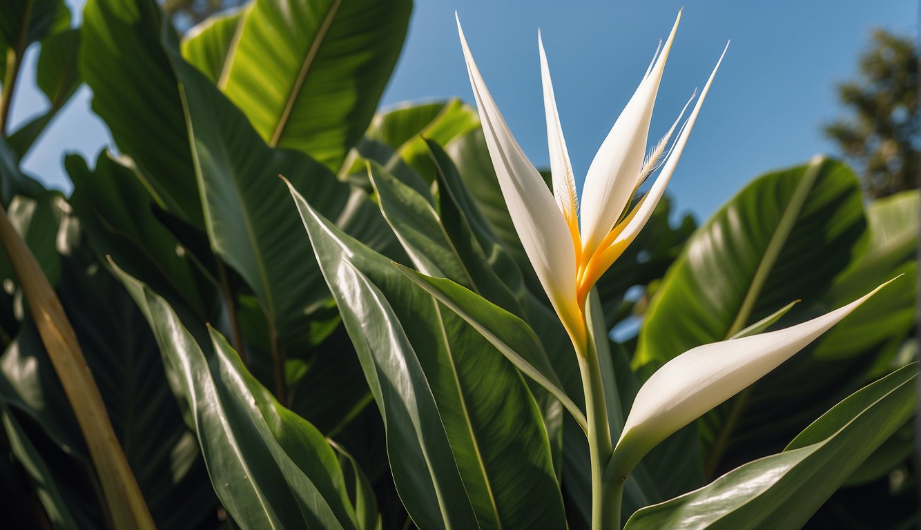 A giant white Bird of Paradise plant grows tall, with broad leaves reaching towards the sky, creating a striking and beautiful display