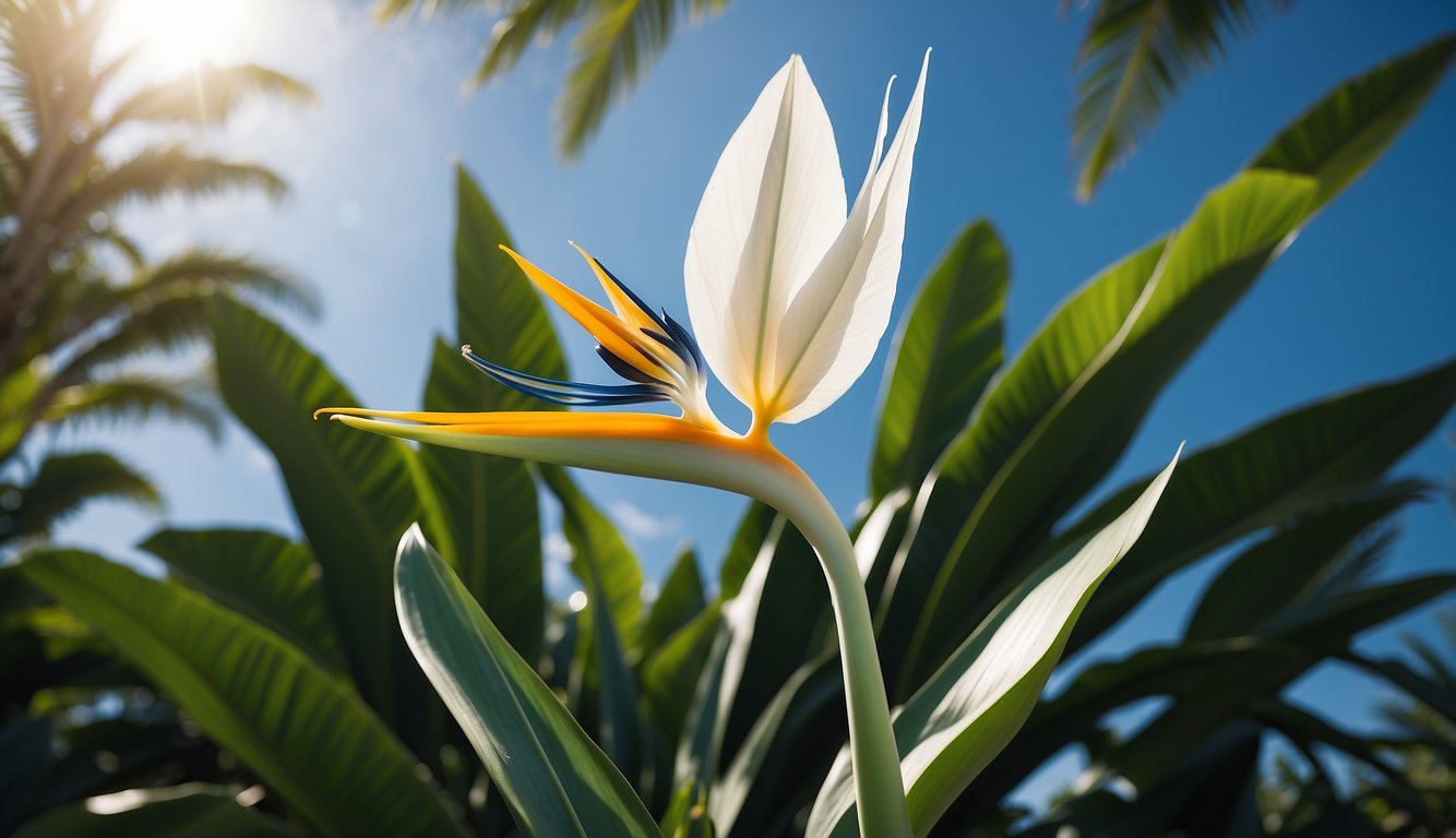 A towering Giant White Bird of Paradise plant reaches towards the sky, its broad leaves fanning out like giant green wings.

The vibrant white and blue blooms stand out against the lush foliage