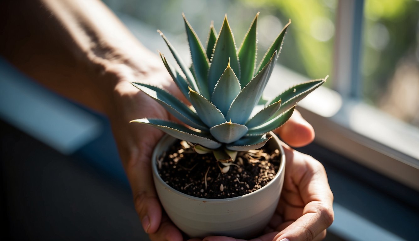 A hand holding a small offshoot of a Blue Glow Agave, ready to be planted in a pot with well-draining soil. Bright sunlight streams through a window, highlighting the striking blue-green leaves of the agave