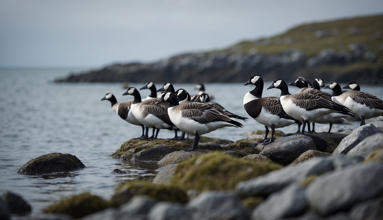 A flock of barnacle geese feeding on coastal rocks, their distinctive black and white plumage contrasting against the gray backdrop of the sea