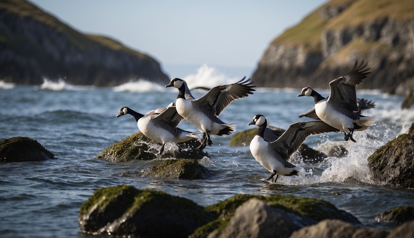 A flock of barnacle geese flying above a rocky shoreline, with waves crashing against the rocks and barnacles clinging to the surface