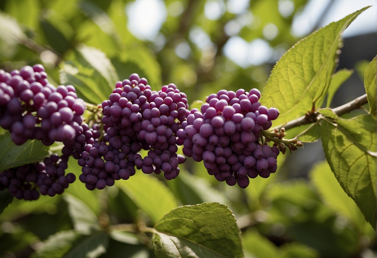 The beautyberry bush is being pruned, with a gardener removing dead or overgrown branches to maintain its health and shape