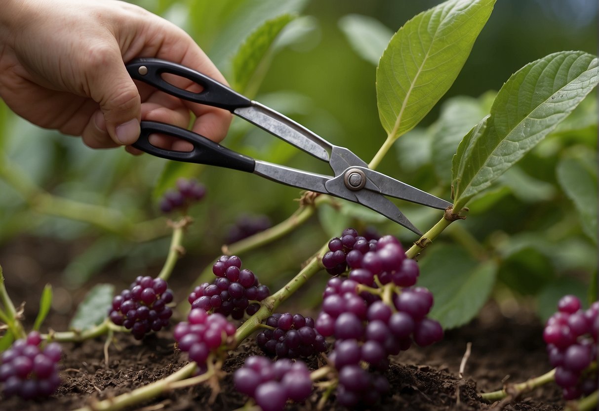 A pair of gardening shears snipping a healthy beautyberry stem, placing it in a small container of water to root. A clear, step-by-step guide lies nearby