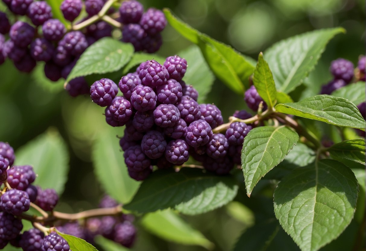 When Does Beautyberry Bloom: A Guide to Its Blooming Season When Does Beautyberry Bloom: A Guide to Its Blooming Season