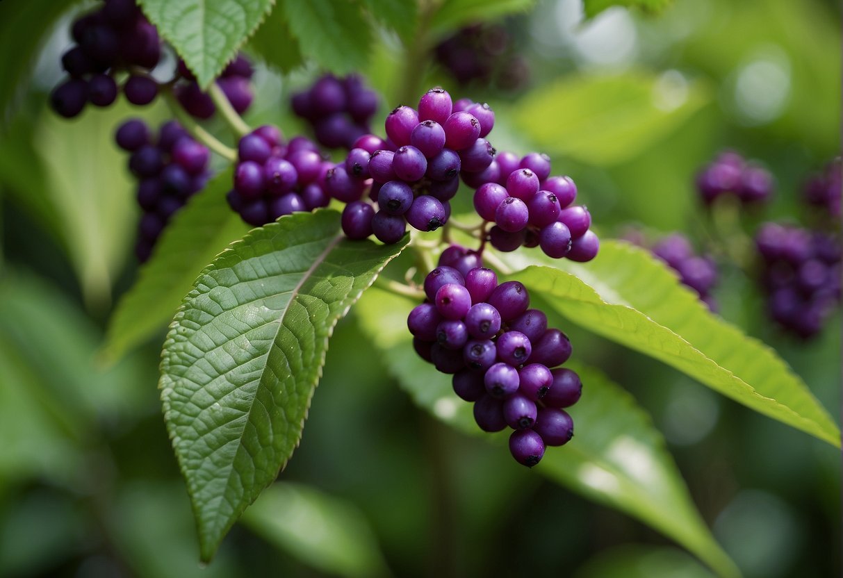 Bright green leaves surround clusters of vibrant purple beautyberries on a bush in a well-tended garden