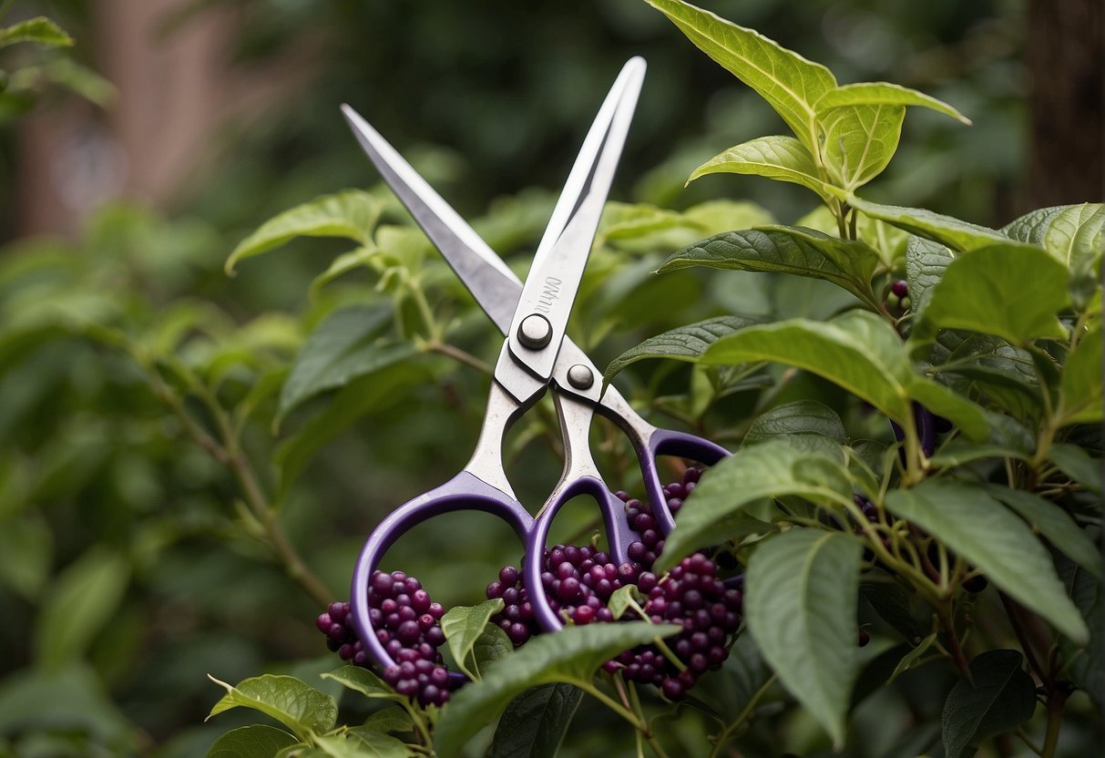 A pair of shears cutting back overgrown beautyberry bushes in a garden, with a pile of trimmed branches nearby