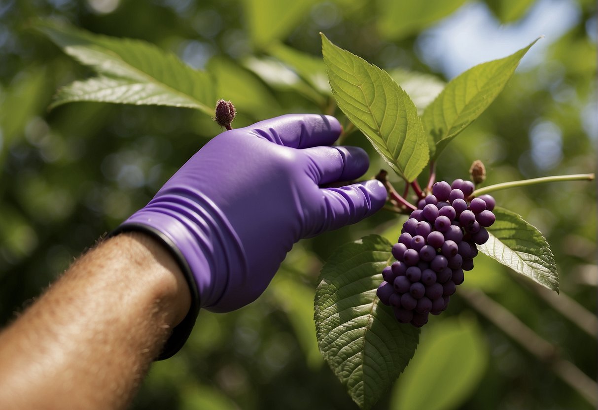 A pair of gardening gloves holds a healthy beautyberry stem. A clean cut is made just below a node, and the stem is dipped into a rooting hormone