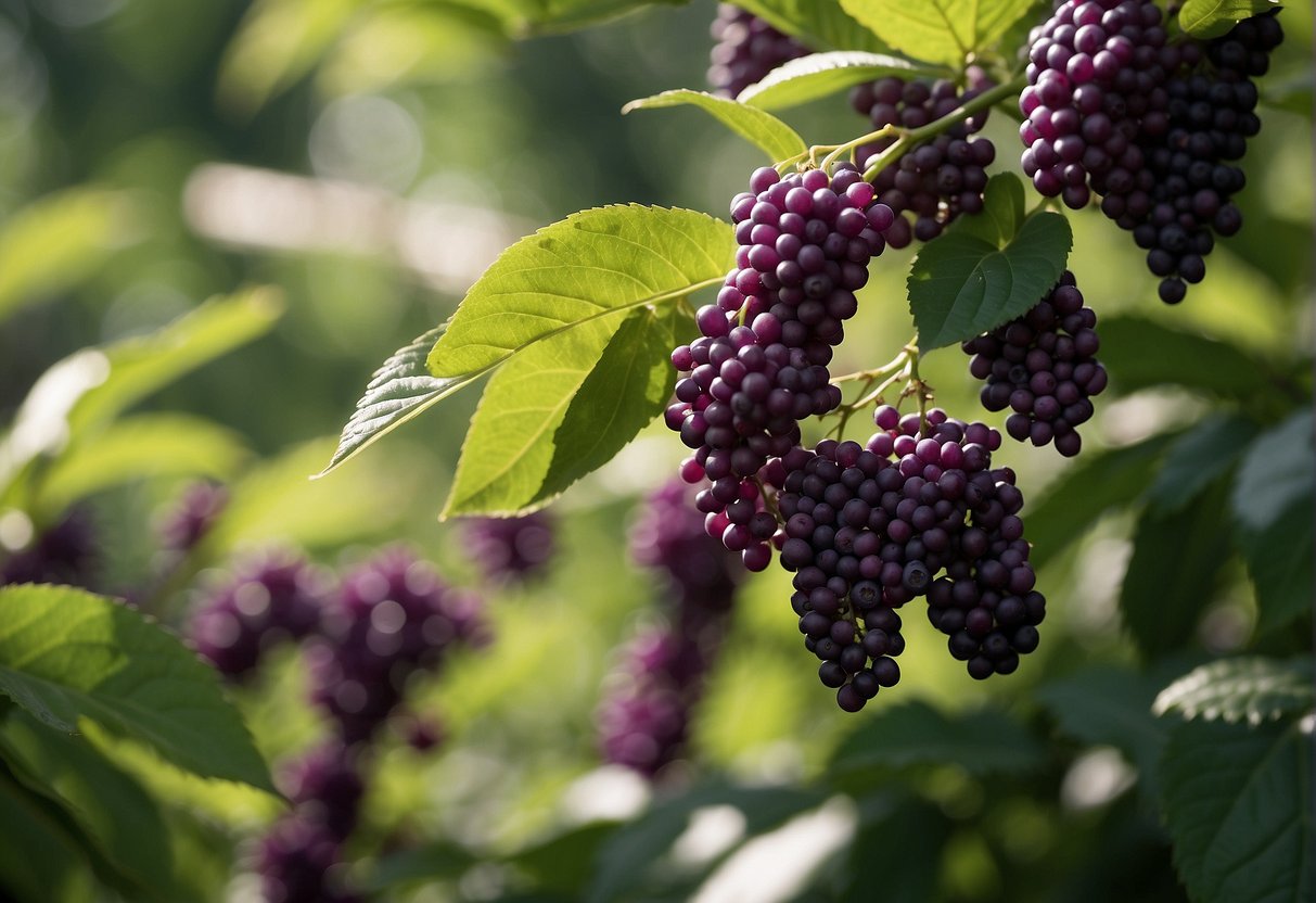 Tall beautyberry bushes stand in a lush, sunlit garden, their vibrant purple berries hanging in clusters among the green foliage