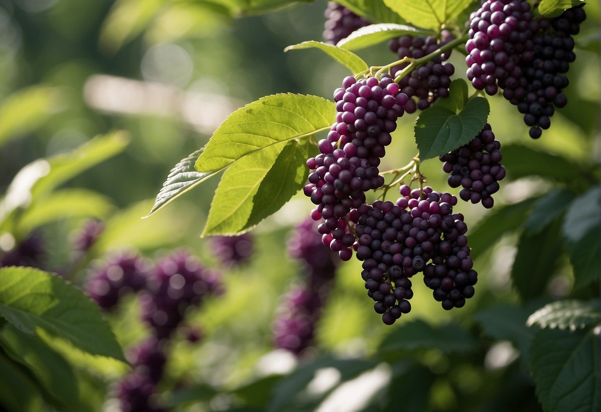 How Tall Do Beautyberry Bushes Grow? How Tall Do Beautyberry Bushes Grow?