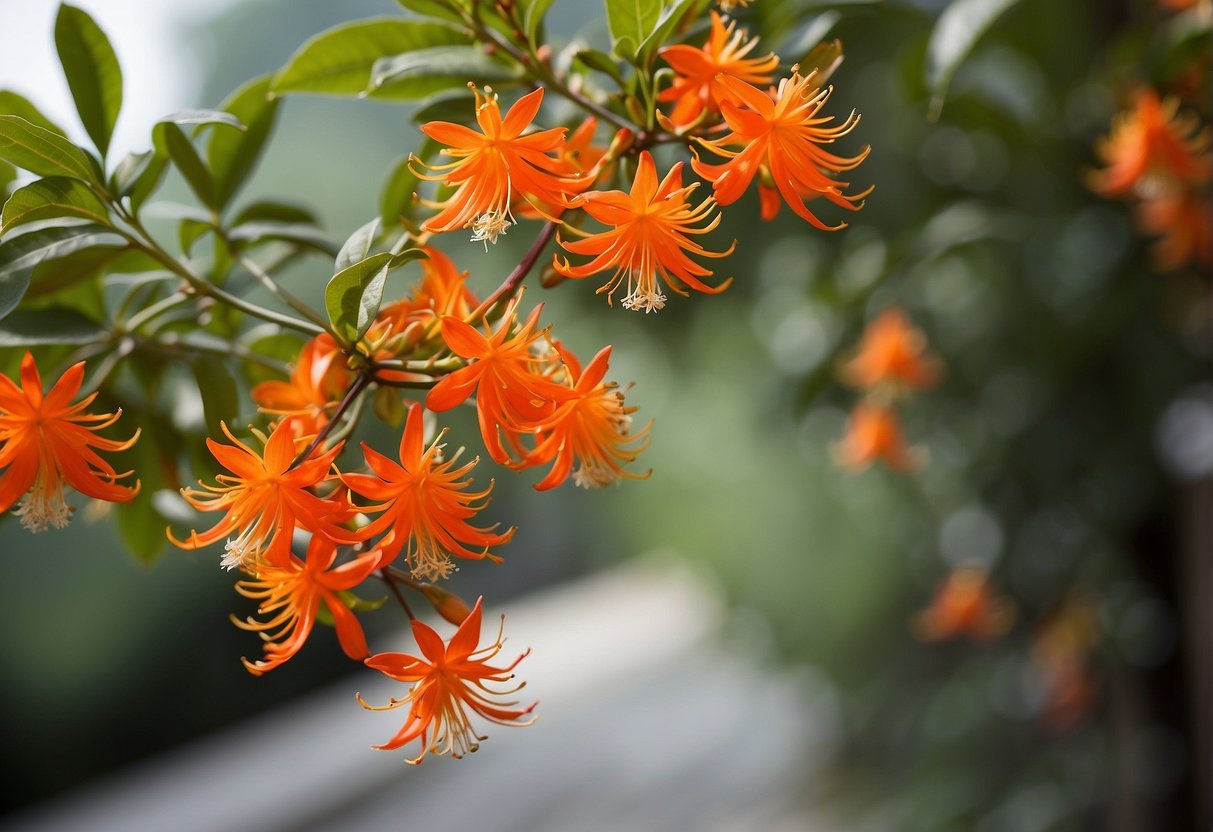 Firebush grows rapidly, reaching heights of 10-15 feet in one season. Bright red-orange flowers attract hummingbirds