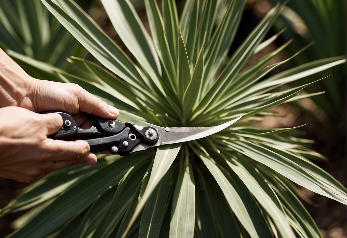 Yucca plants being trimmed back in the spring, with a pair of gardening shears cutting back the long, spiky leaves