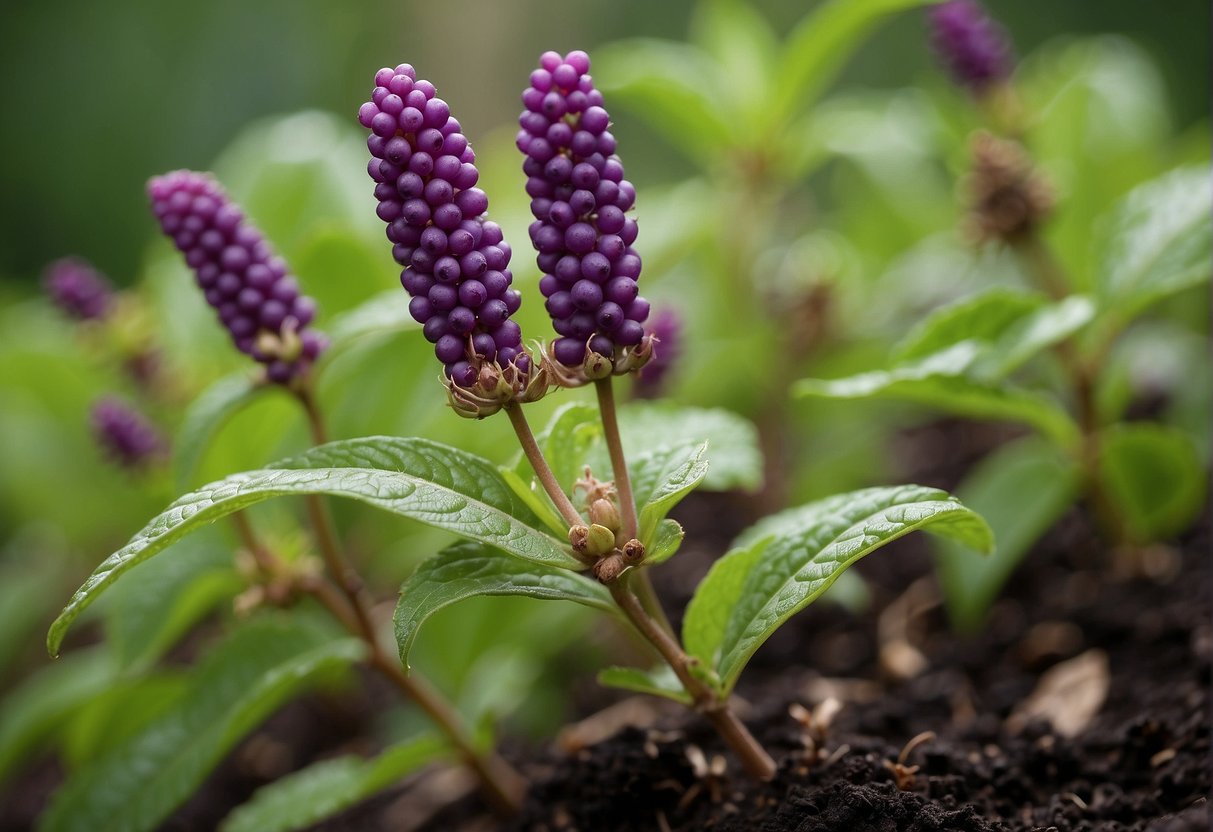 Lush beautyberry branches extend from the parent plant. New shoots emerge from the soil, while cuttings are placed in water to root