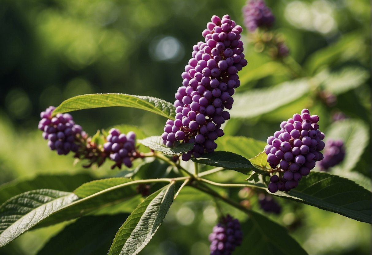 Beautyberry blooms in late summer, its delicate purple flowers contrasting against the vibrant green leaves