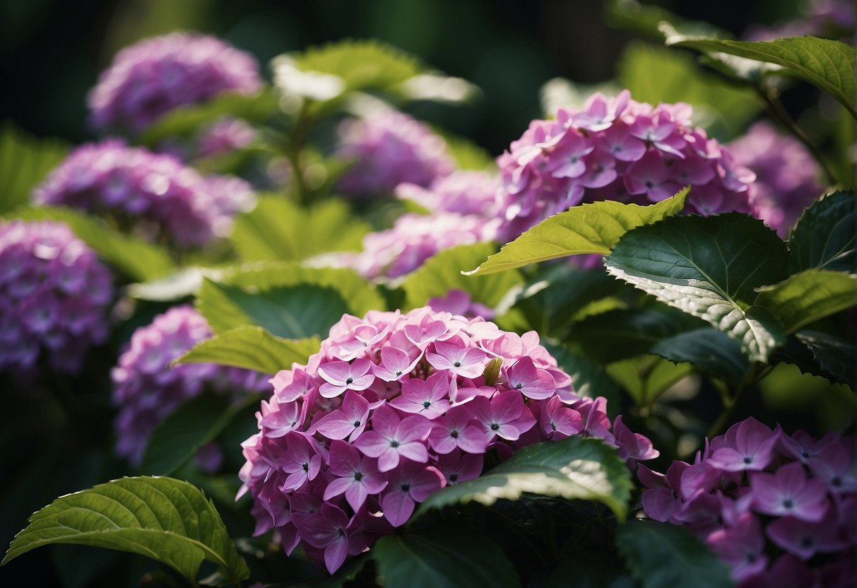A vibrant hydrangea plant thrives in rich, moist soil under the dappled light of a holly tree
