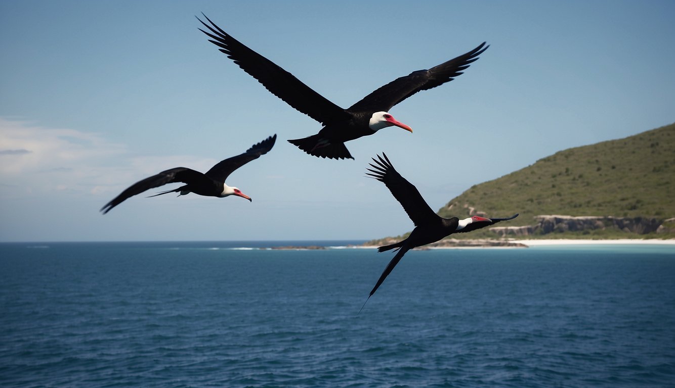 Frigatebirds soar above the ocean, their wings outstretched, catching the wind.

Endless blue horizon stretches out beneath them as they effortlessly glide for weeks without ever touching land