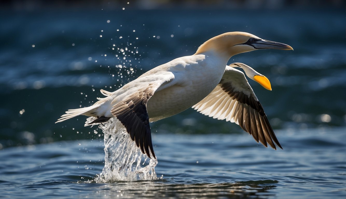 A gannet dives headfirst into the water, wings tucked back, aiming for a school of fish below.

The water is clear, with sunlight filtering through the surface