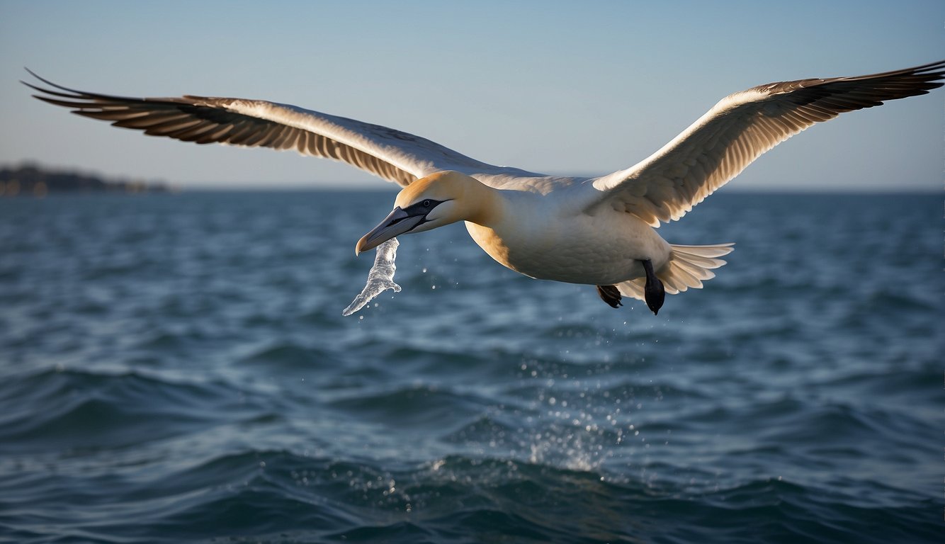 A gannet soars above the ocean, its wings outstretched in a graceful glide.

Suddenly, it tucks its wings in and plunges into the water like a living spear, hunting for fish