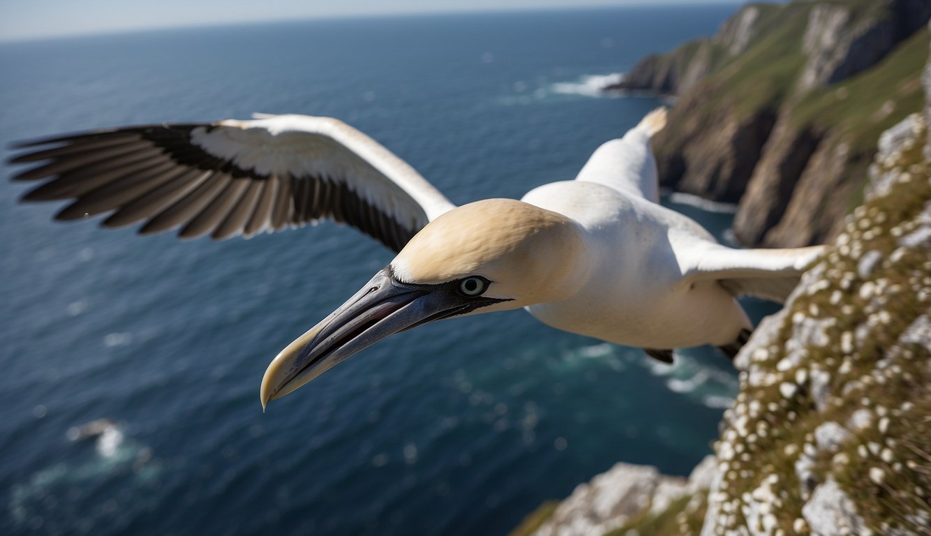 A gannet soars above the cliffs, scanning the water below.

With precision, it tucks its wings and dives headfirst into the sea, like a living spear, in search of its next meal