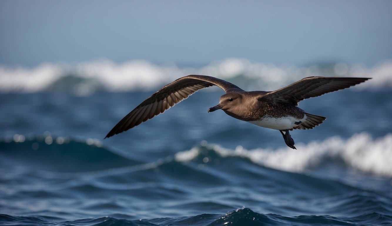 The Sooty Shearwater soars across vast oceans, battling fierce winds and treacherous storms.

Its remarkable migration embodies the resilience of nature