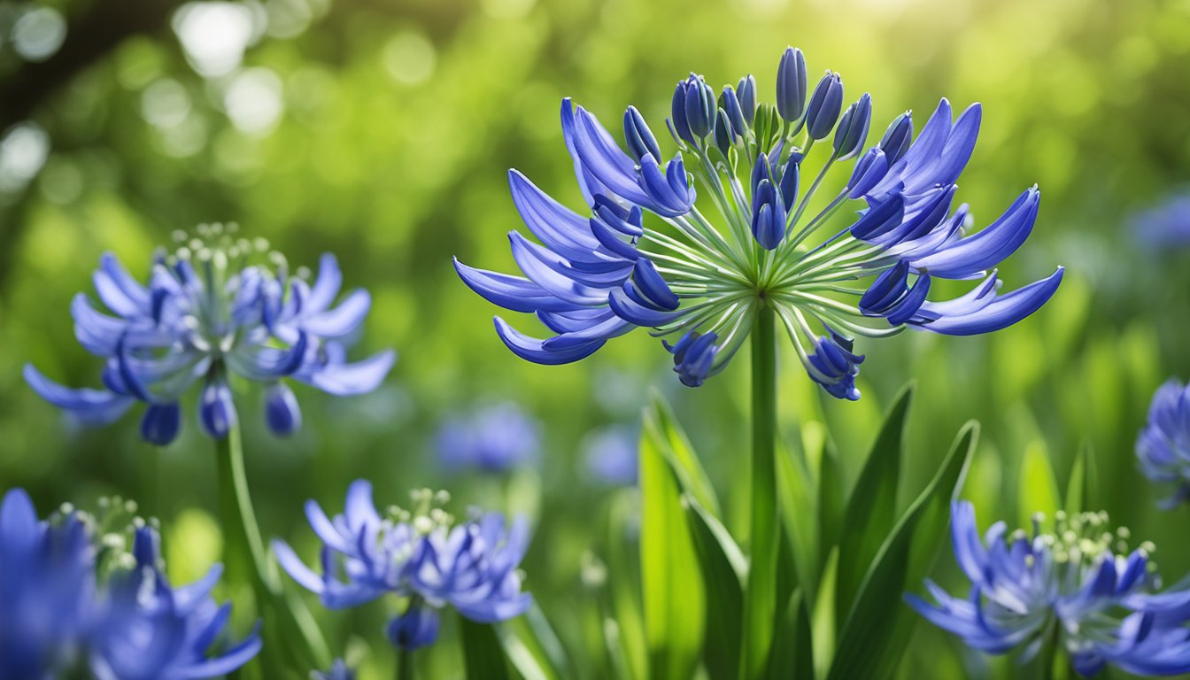 Lush green foliage surrounds a cluster of vibrant blue agapanthus flowers, their long, slender stems reaching towards the sky. Bees buzz around, drawn to the sweet nectar within the delicate petals