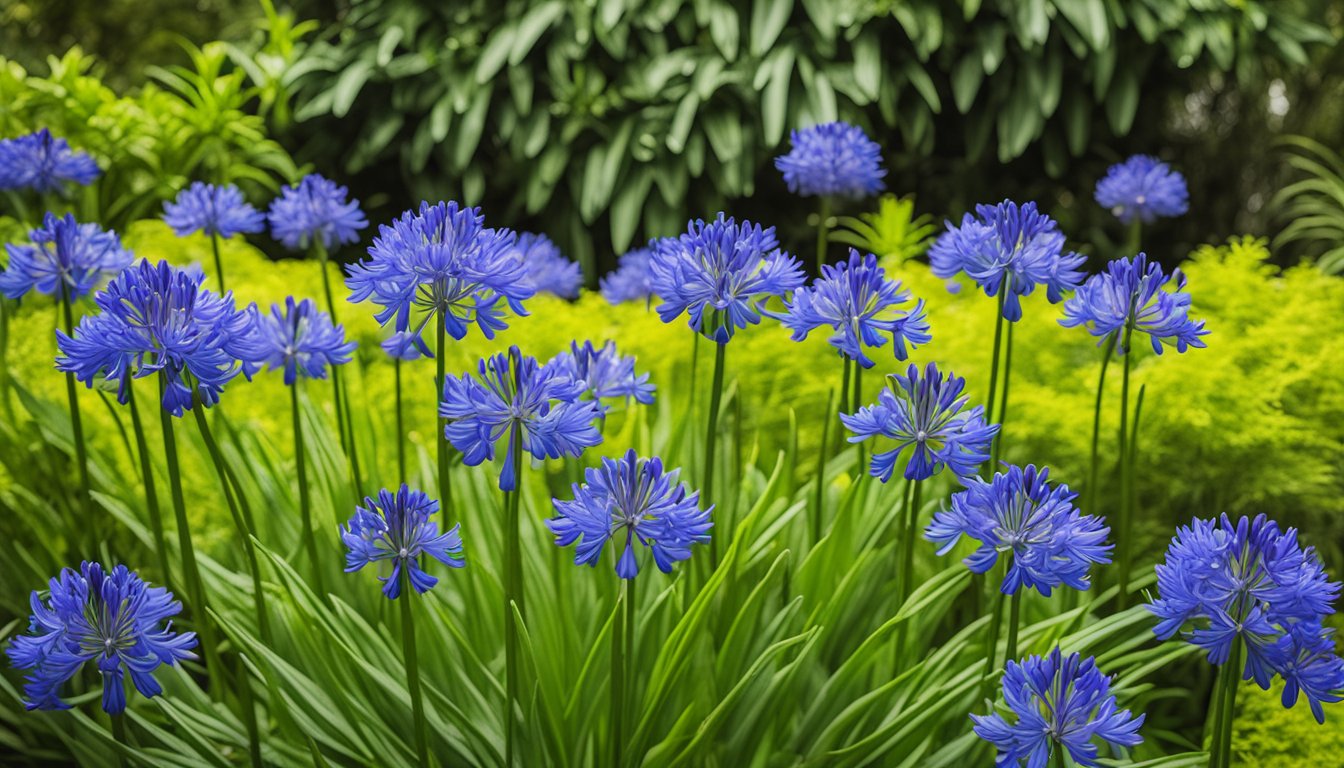 A cluster of vibrant blue agapanthus blooms, originating from South Africa, stand tall against a backdrop of lush green foliage