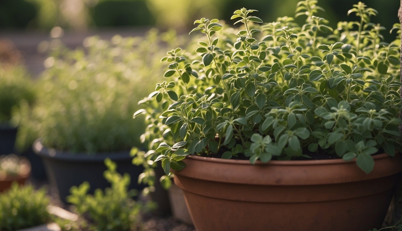 Healthy oregano plants thriving in a well-tended garden, with different varieties of the herb being carefully cultivated and cared for