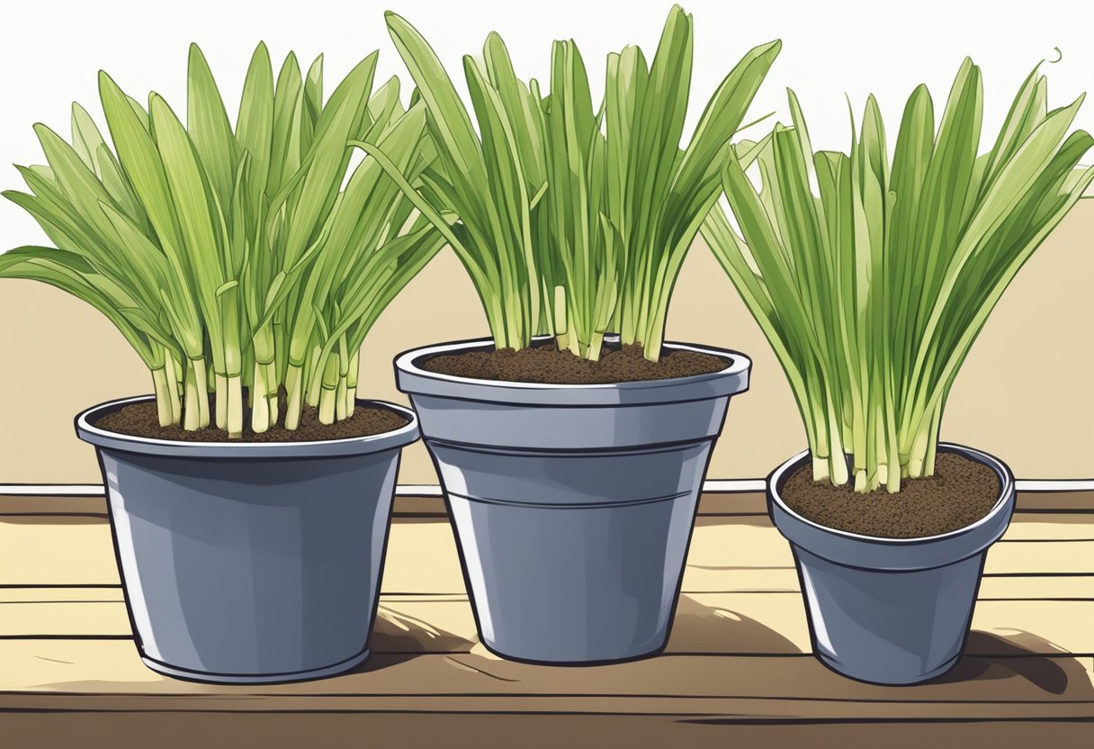 How to Grow Leeks in Pots A StepbyStep Guide for Urban Gardeners