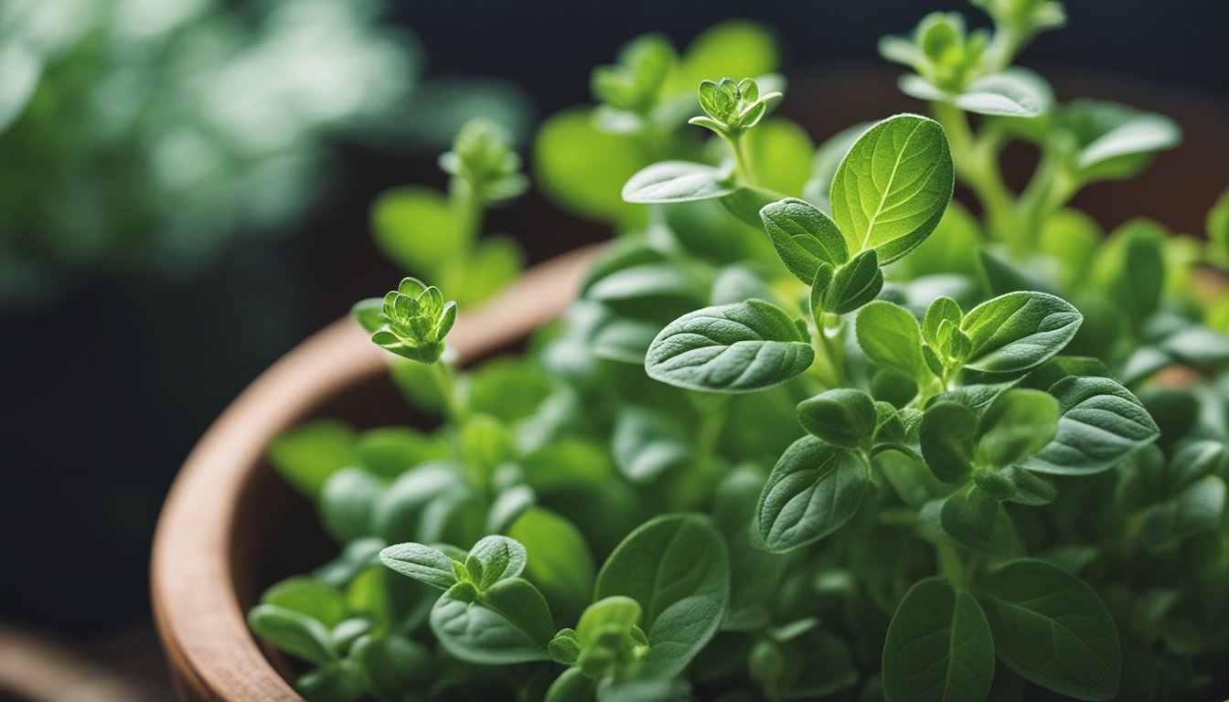 Fresh oregano in a pot, with tiny leaves and delicate structure, ready to be illustrated