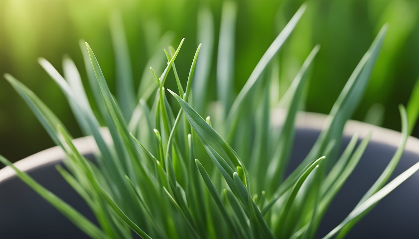 Fresh chives in a pot, with tiny leaves and delicate structure, captured in a detailed close-up