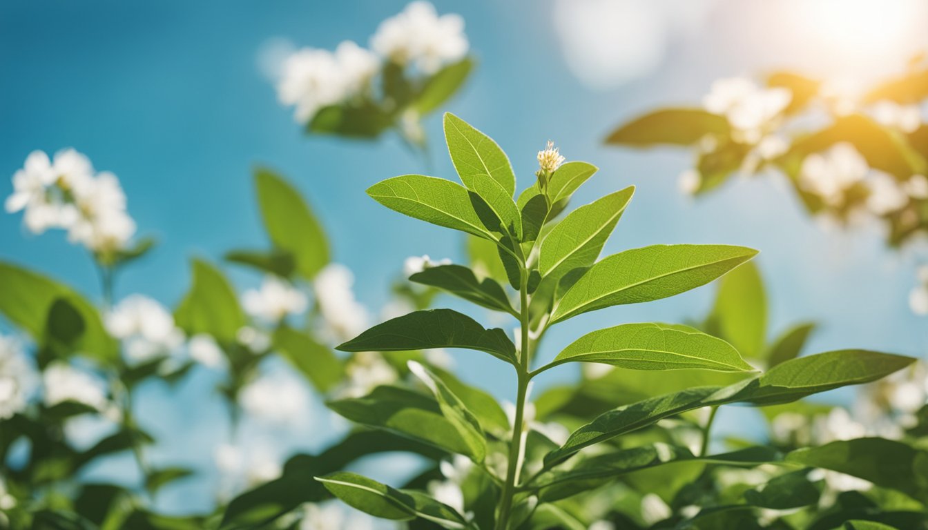 A healthy ashwagandha plant thrives in a lush garden, surrounded by other medicinal herbs, under a sunny sky