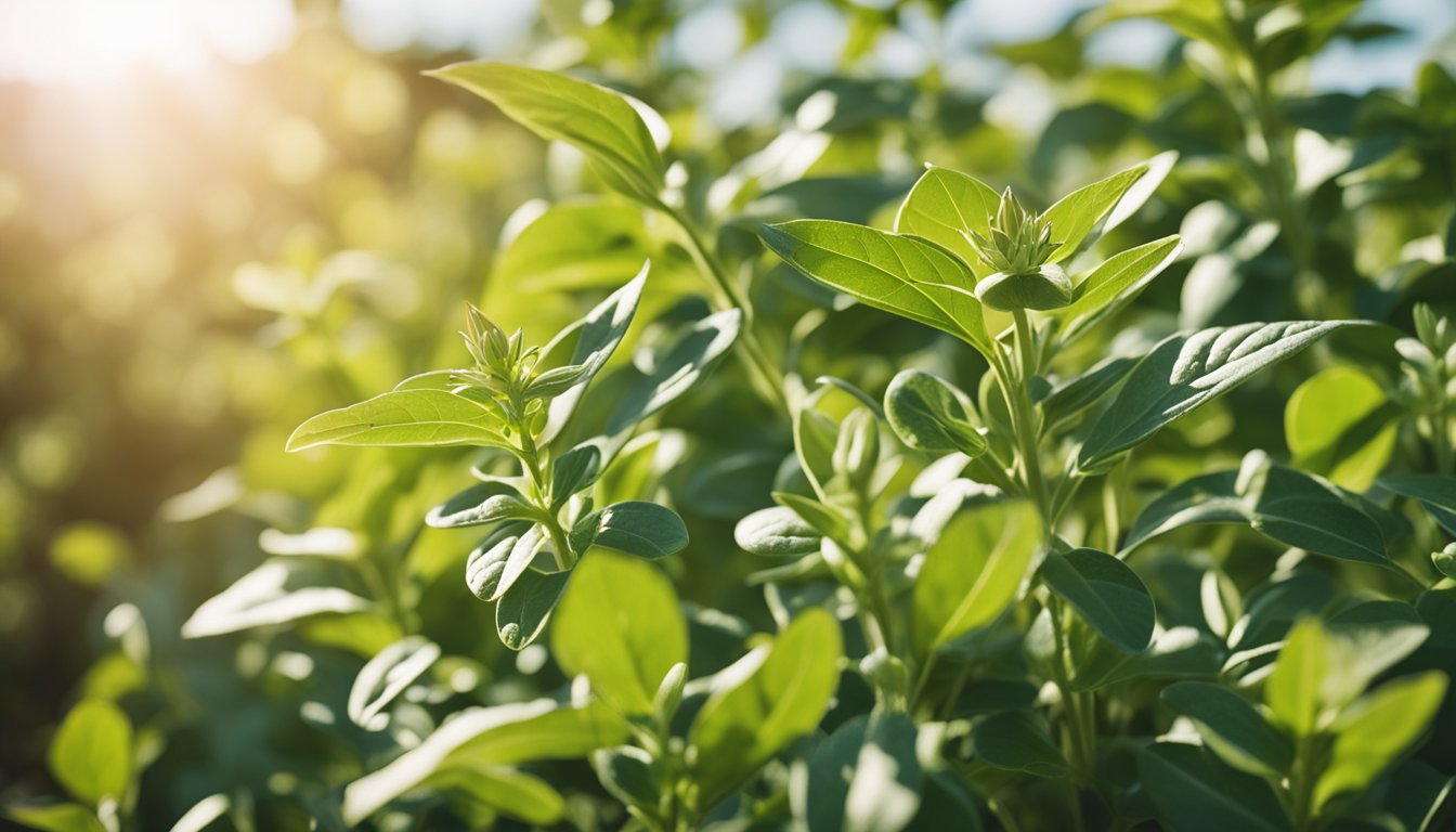 A thriving ashwagandha plant stands among other herbs in a vibrant garden, under a sunny sky