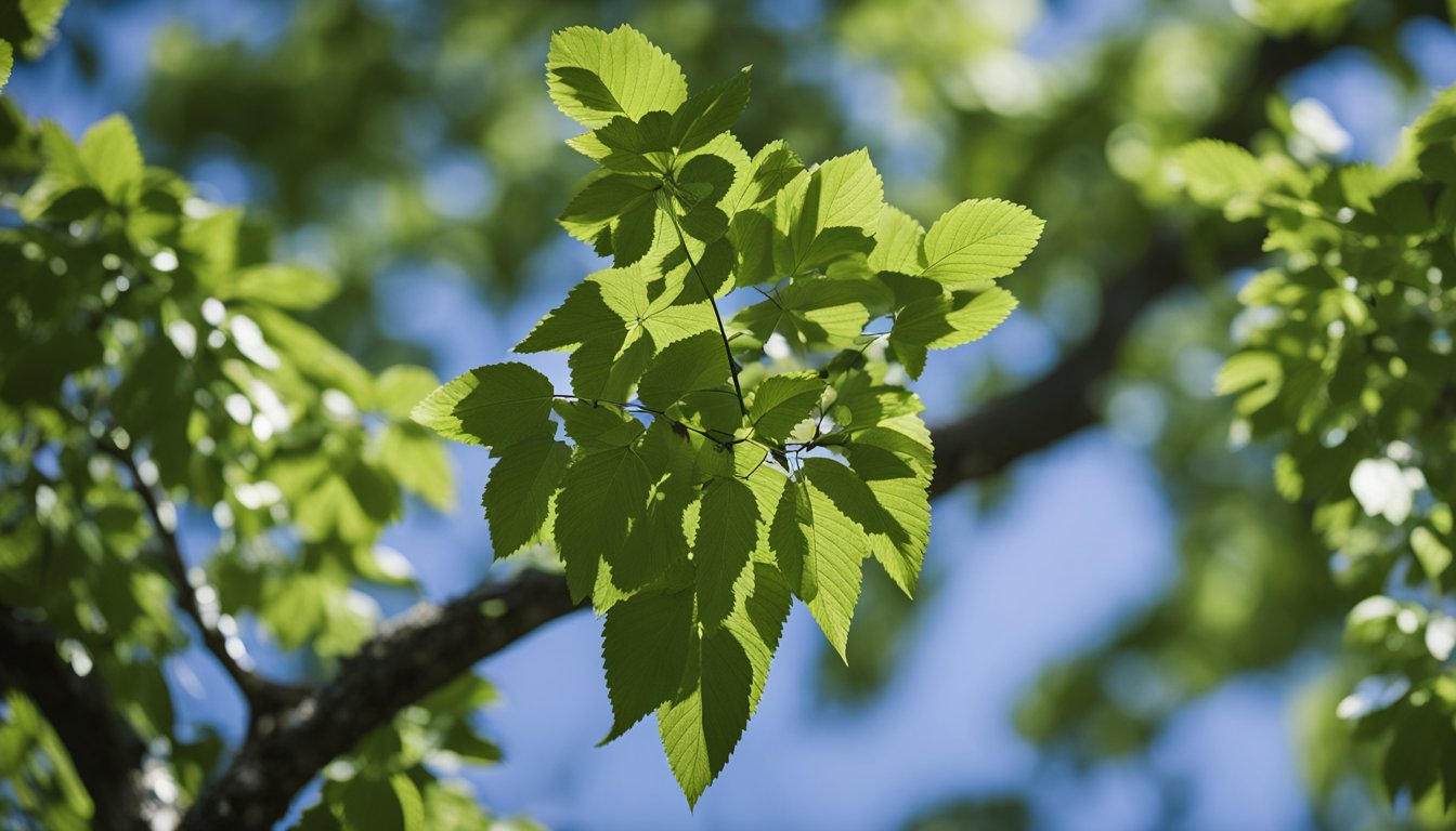 A mature wild cherry tree stands amidst lush greenery, its dark bark and serrated leaves contrast against a clear blue sky, highlighting the source of wild cherry bark