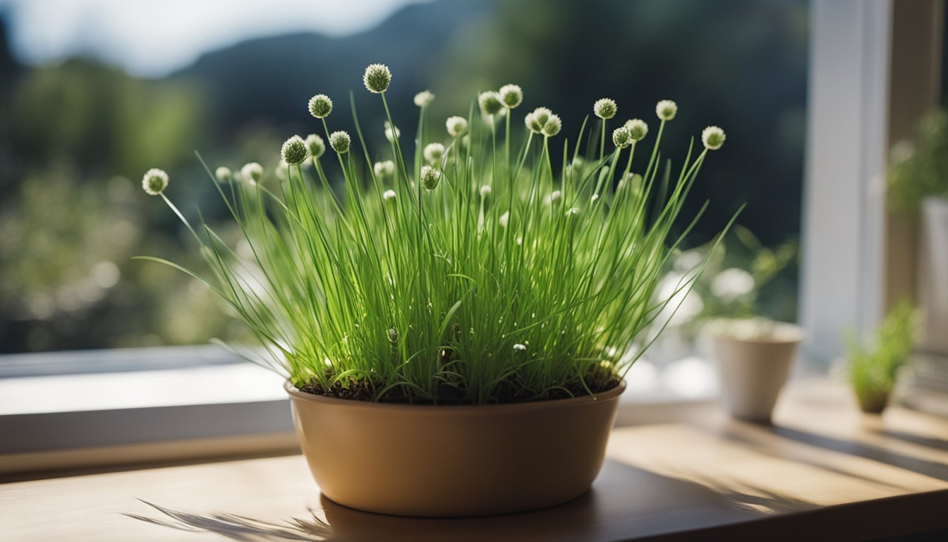 Healthy chive plants thrive in a sunlit pot on a windowsill