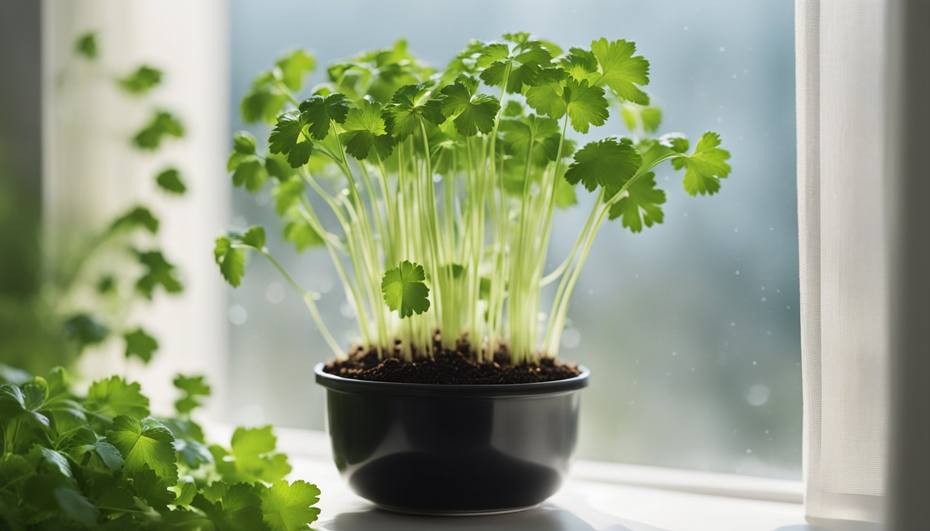 Cilantro sprouts thrive on a modern white windowsill, bathed in natural light against sheer curtains. Condensation forms on the window, creating a perfect humid environment for indoor growing