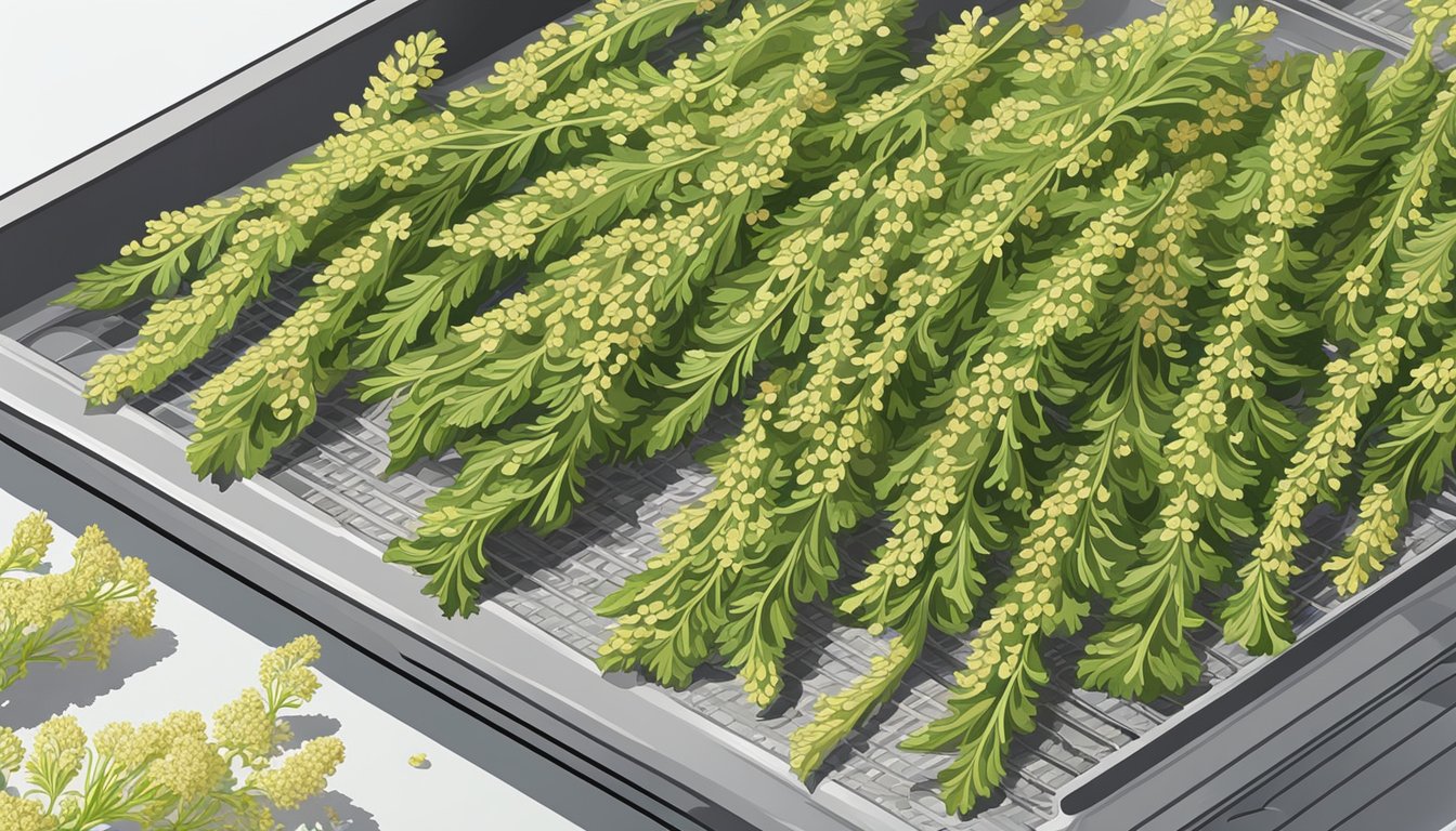 Fresh yarrow stems laid out on a mesh dehydrator tray, set against a backdrop of a sunny kitchen counter