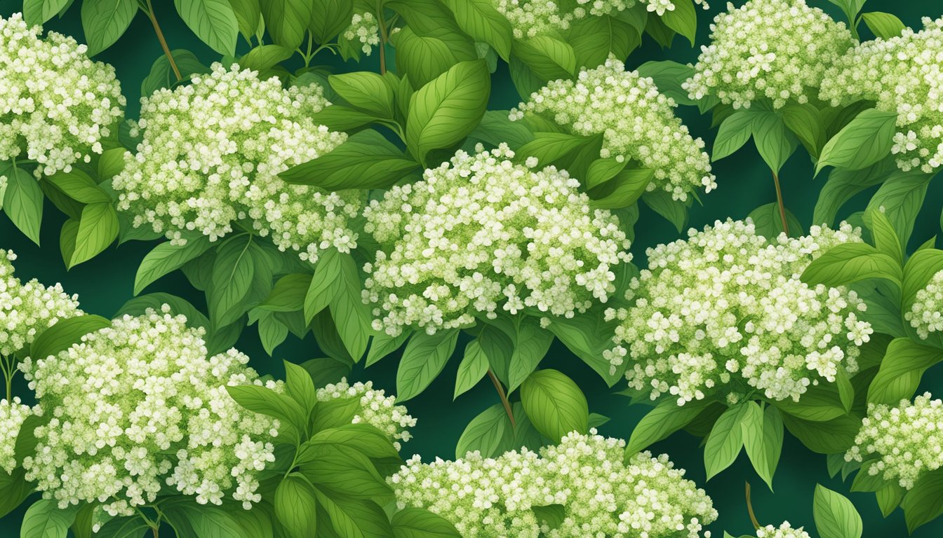 A lush elderflower bush surrounded by ripe fruits and vibrant green leaves