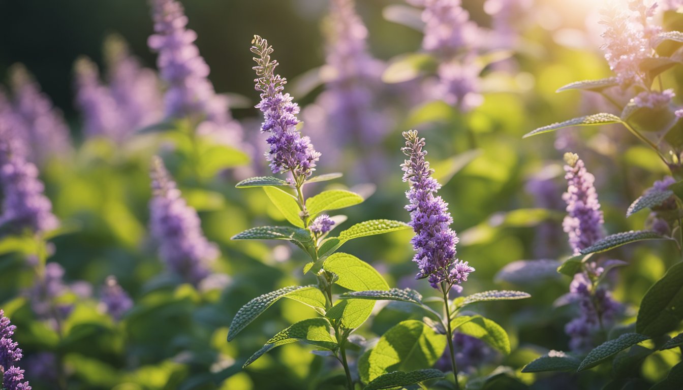 A blooming Tulsi plant with purple stems and green leaves glistens in the morning light, adorned with delicate lavender flowers and a sparkling spider web