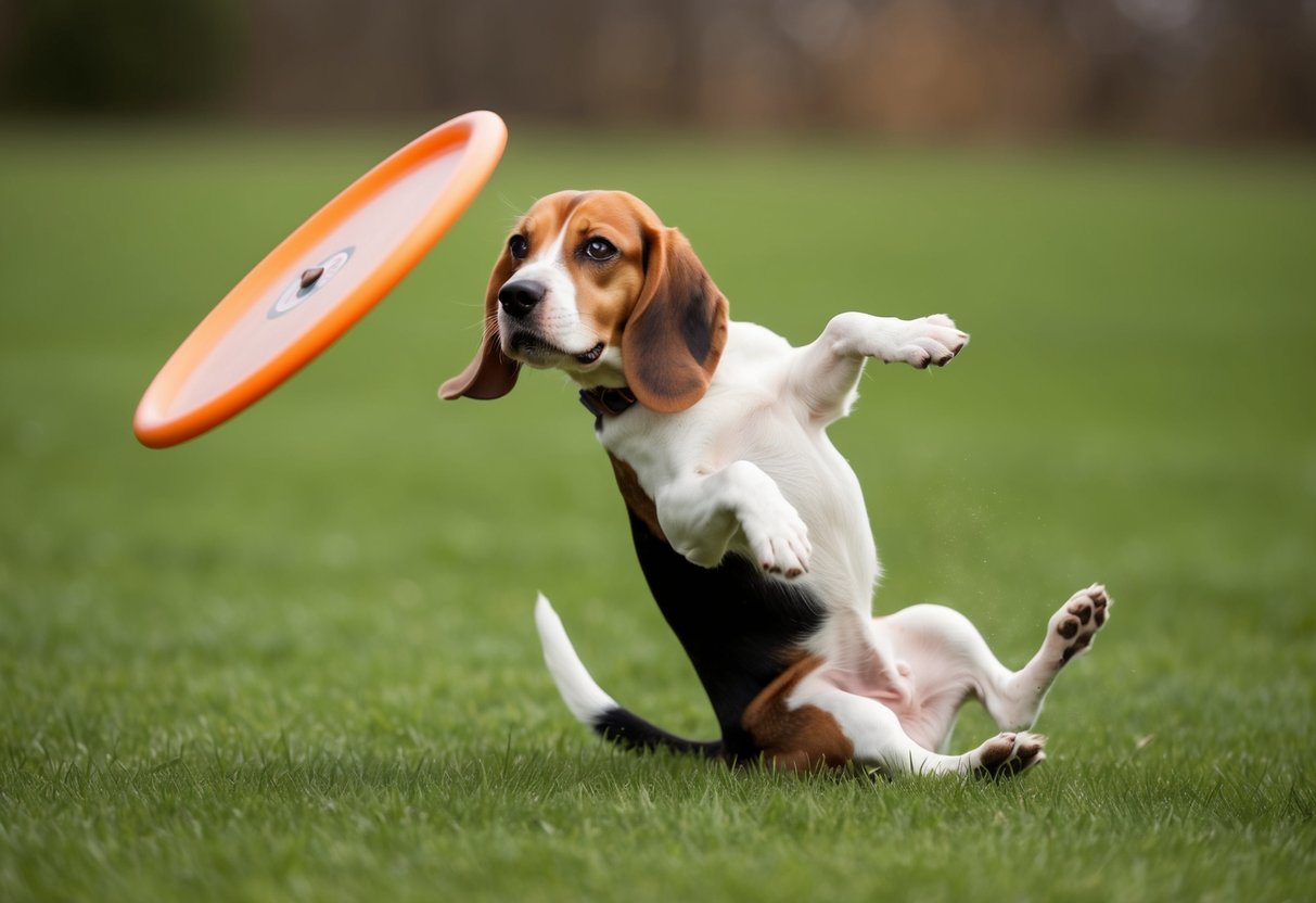 A beagle tries to catch a frisbee but misses, landing on its back with a comical expression