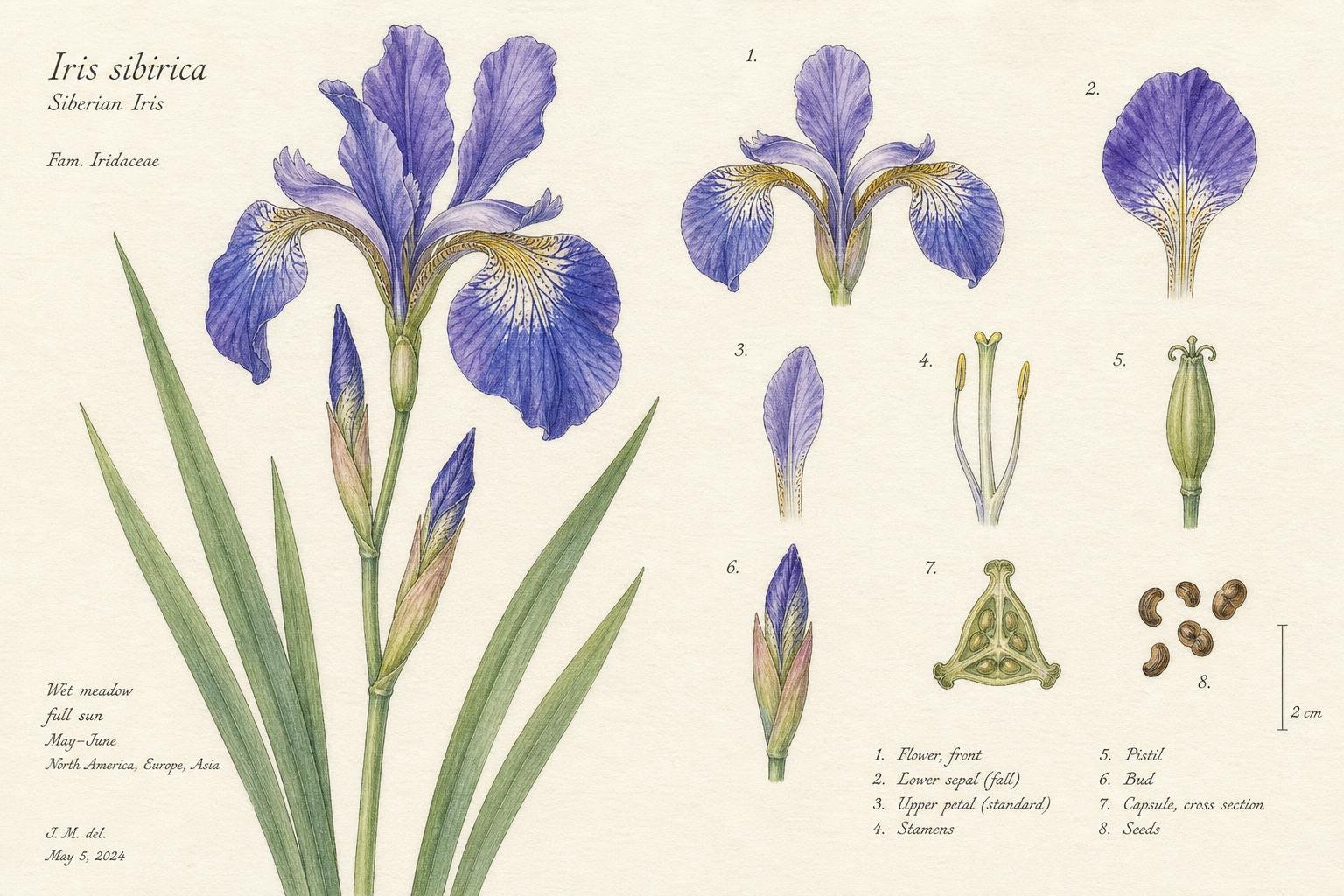 Botanical watercolor illustration of a Siberian iris